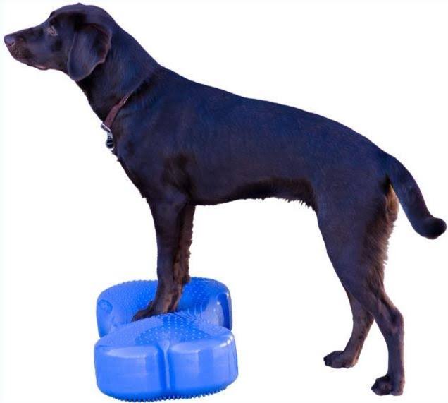 Canine Fitness Kit T985