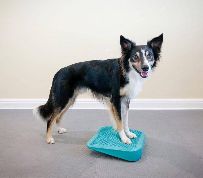 Canine Fitness Kit T985