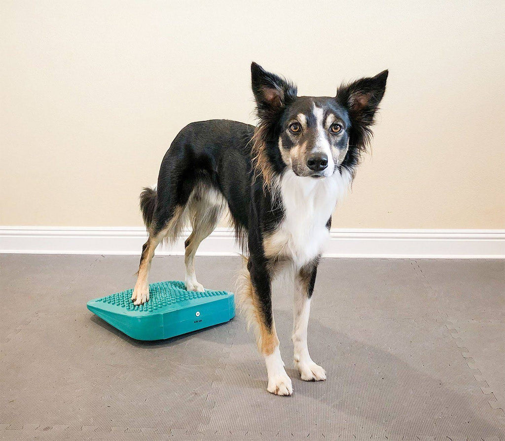 Canine Fitness Kit T985