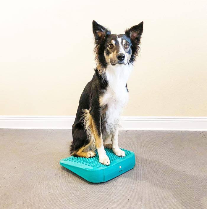 Canine Fitness Kit T985