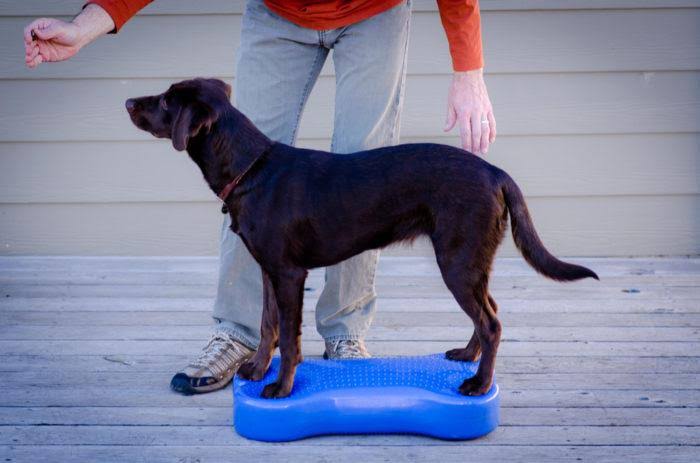 Canine Fitness Kit T985