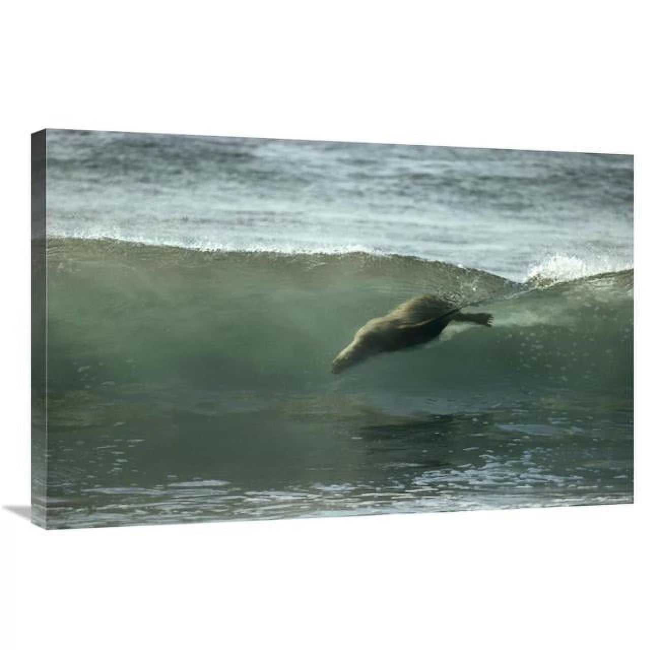 24 x 36 in. Galapagos Sea Lion Body Surfing Breaking Waves Art Print C654940