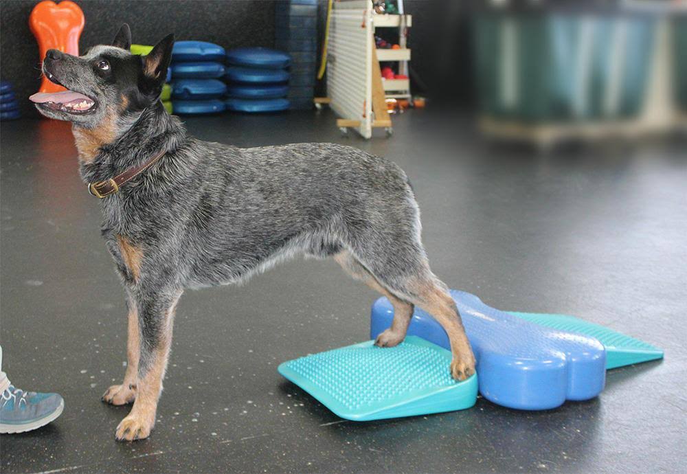 Canine Fitness Kit T985